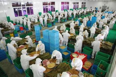 探访粽子大王五芳斋 一天能包180万只粽子的传奇
